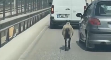 Firar eden koyun, trafiği alt üst etti