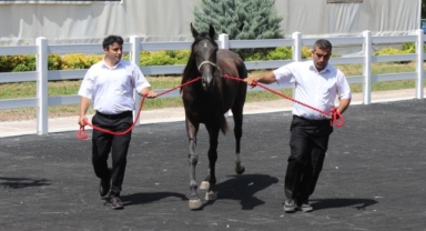 Karacabey'de Ev fiyatına tay satıldı
