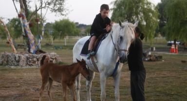 Kısır sanılan at, 10 yıl sonra doğum yaptı