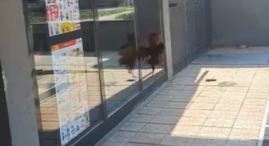 Markete giremeyen horoz camları dövdü