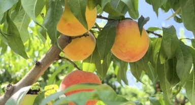 Tescilli Bursa şeftalisi hasadı başladı