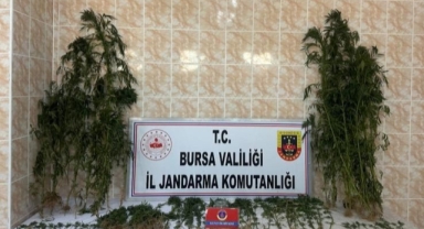 Ahırında uyuşturucu yetiştirdi, jandarmadan kaçamadı