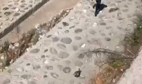 İtfaiye'den martı operasyonu