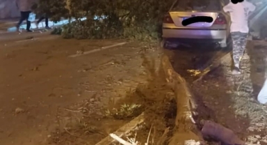 Kontrolden çıkan otomobil refüjdeki ağaçları devirdi