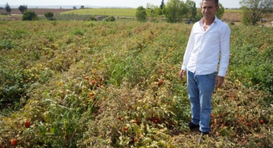 Tarlada kalan domatesi bedava dağıttı