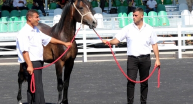 TİGEM'de tay satışından 20 milyon 845 bin liralık gelir