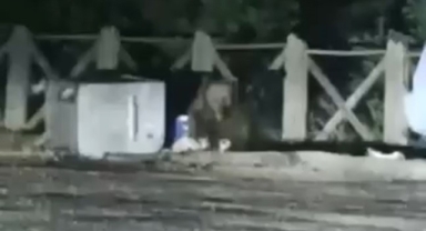 Uludağ'da ayının saldırısından son anda kurtuldular