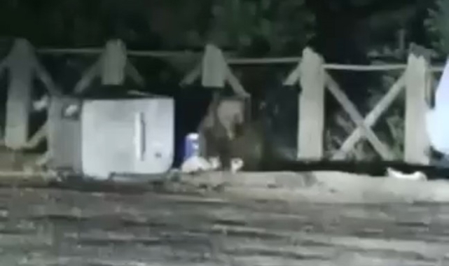 Uludağ'da ayının saldırısından son anda kurtuldular