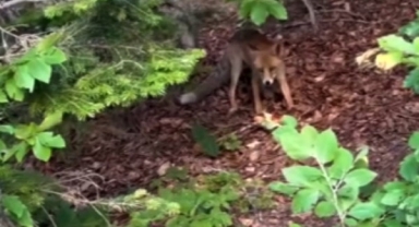 Uludağ Yolu'nda aç kalan yavru tilkiyi beslediler