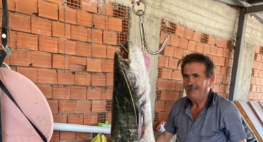 Yenişehir'de barajda 87 kilogramlık balık yakalandı