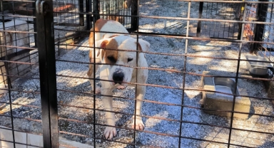 Ata saldıran köpek yakalandı