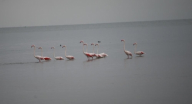 Flamingolardan İznik Gölü'nde görsel şölen