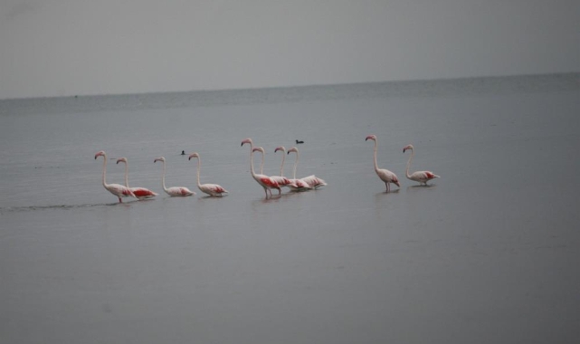 Flamingolardan İznik Gölü'nde görsel şölen
