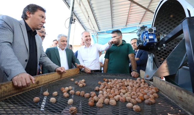 İnegöl’de ceviz bereketi! Hedef 42 bin ton ürün