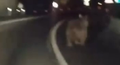 Karayoluna inen ayıya araçlı takip