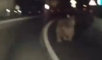 Karayoluna inen ayıya araçlı takip