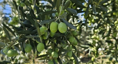 1 kilogram zeytinin maliyeti hesaplandı
