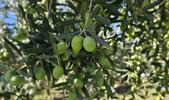 1 kilogram zeytinin maliyeti hesaplandı