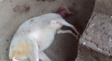 Ağıla giren başıboş köpekler 13 koyunu yaraladı