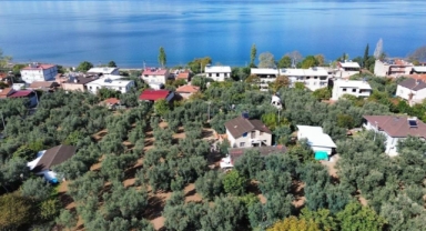 Bin 700 yıllık zeytin ağaçları hala ürün veriyor