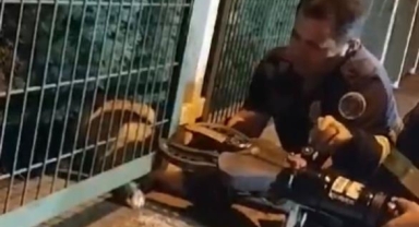 Demir korkuluklara sıkışan yavru köpek kurtarıldı