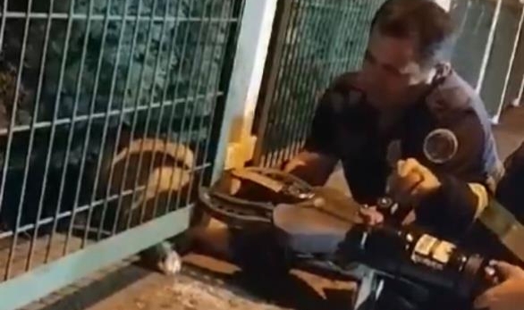 Demir korkuluklara sıkışan yavru köpek kurtarıldı