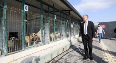 İnegöl'de sokak hayvanları için yeni adım