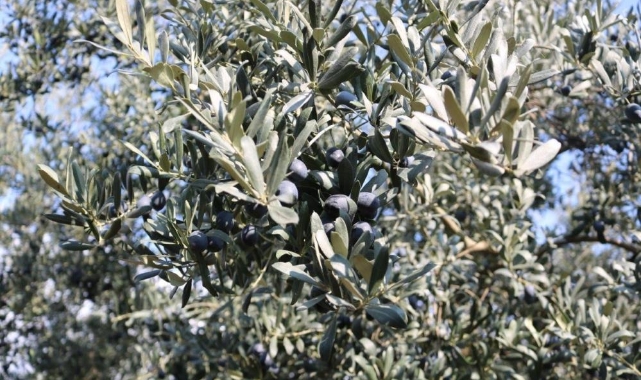 Marmarabirlik ürün alım fiyatlarını açıkladı