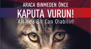 Araca binmeden önce kaputa vur