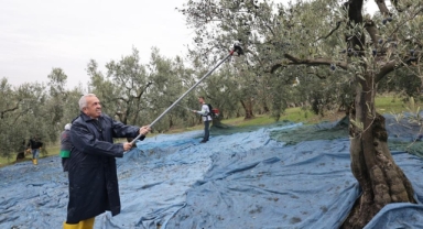 Başkan Şadi Özdemir zeytin hasadına katıldı