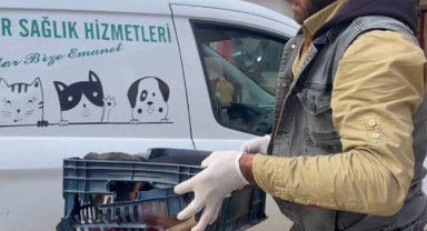 Duyarsız sürücünün çarptığı köpeğe zabıta ekipleri sahip çıktı