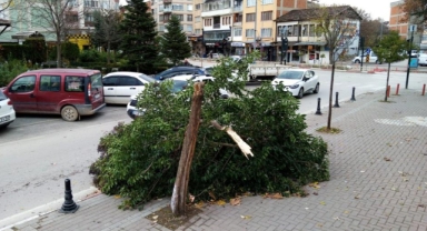 Şiddetli lodos ağacı yerle bir etti