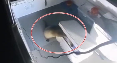 Tekneden balık çalan su samuru kamerada