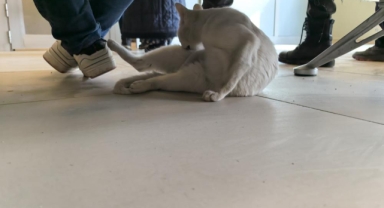 Bacağı kırılan kedi Devlet Hastanesi acile geldi