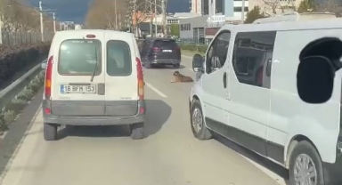 Köpeğin keyfi trafiğe kilitledi