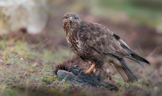 Şahinler kış aylarında Türkiye'yi mesken tutuyor