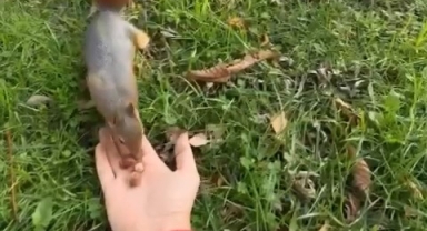 Sincabı kendi elleriyle böyle besledi