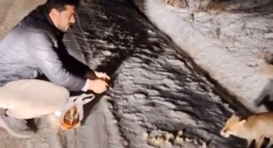 Tilkiyi eliyle besledi, o anları kayda aldı