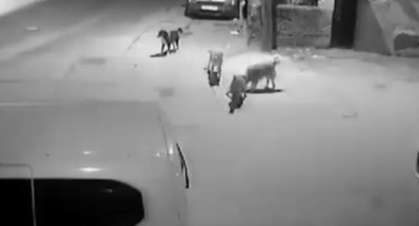 Başıboş köpekler kediyi parçaladı