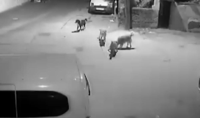 Başıboş köpekler kediyi parçaladı
