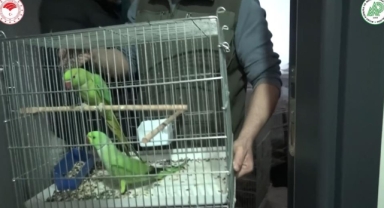 Egzotik tür kaçak papağanlar ele geçirildi