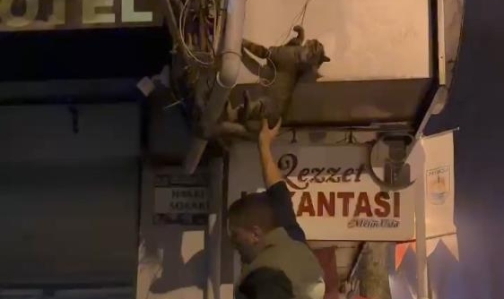 İznik’te kablolara dolanan kedi kurtarıldı