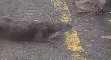 Kumla’da su samurunu elleriyle beslediler