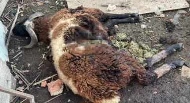 Başıboş köpekler çiftlikteki 35 hayvanı parçaladı