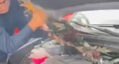 Araç motoruna bu kez kedi değil, horoz girdi