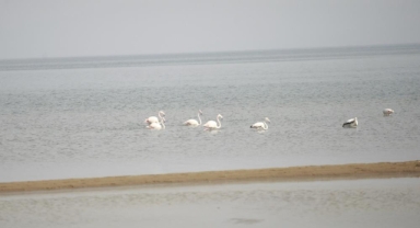 Flamingolar göç yolunda İznik Gölü’nde mola verdi
