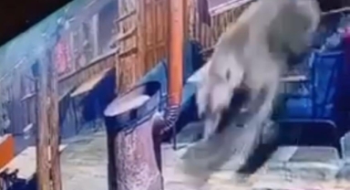 İşletmeyi ayı bastı...O anlar kamerada