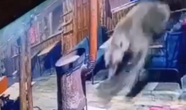 İşletmeyi ayı bastı...O anlar kamerada