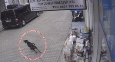 Kediyi kıskanan köpek, mamayı alıp kaçtı