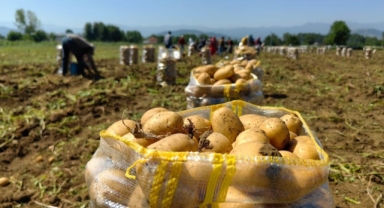 Patates ihracatı 6 ayda 15 kat arttı
